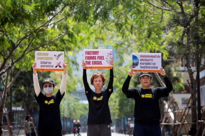 ไทยร่วมกว่า 20 ประเทศทั่วโลก เรียกร้องธนาคารโลกยุติการสนับสนุนฟาร์มปศุสัตว์ เชิงอุตสาหกรรม ก่อนประชุมใหญ่ที่กรุงเทพฯ ซิเนอร์เจีย แอนนิมอล ชี้ทิศทางการลงทุนต้องสอดคล้องเป้าหมายความยั่งยืน สุขภาพ และระบบอาหารในอนาคต